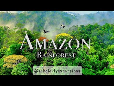 Dreaming With the Amazon: Unveiling Literary Wonders From Brazil's Soul