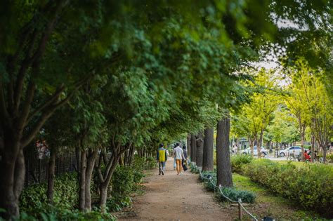 경의선 숲길, 도시의 숨결을 찾아서