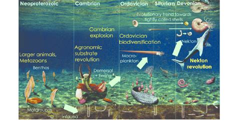 Oceanic Origins: Tracing Marine Life Evolution - A Dive into Indonesian Scholarship