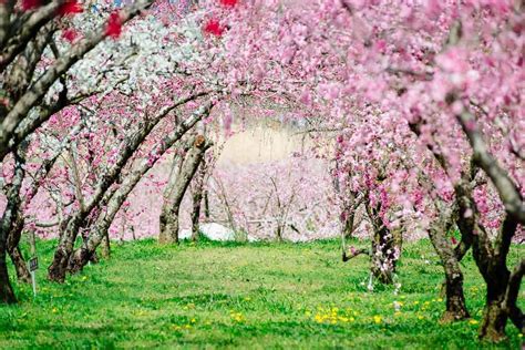  Peach Blossom Spring - Oaza spokoju w chaosie świata